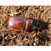 Oryctes nasicornis (Linnaeus, 1758) male Rohatyniec nosorożec